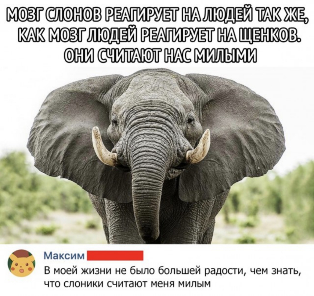 ЖЩ М максим _ В моей жизни ие было большей радоСУи чем зна что слоники считают меня милым