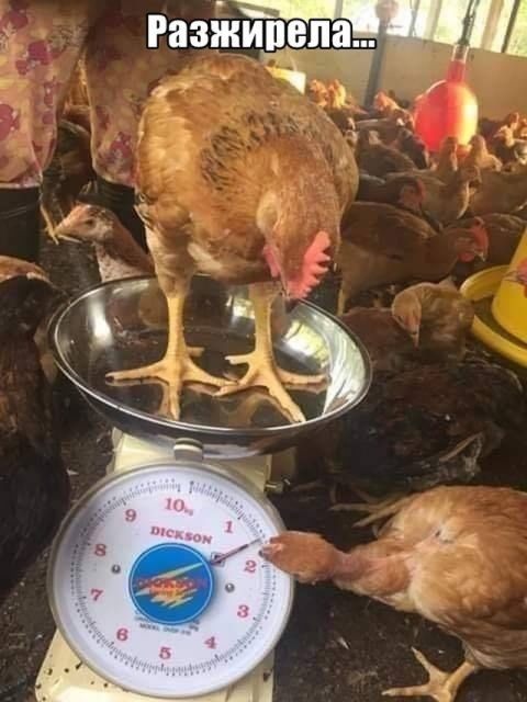 Радыё аши Е г
