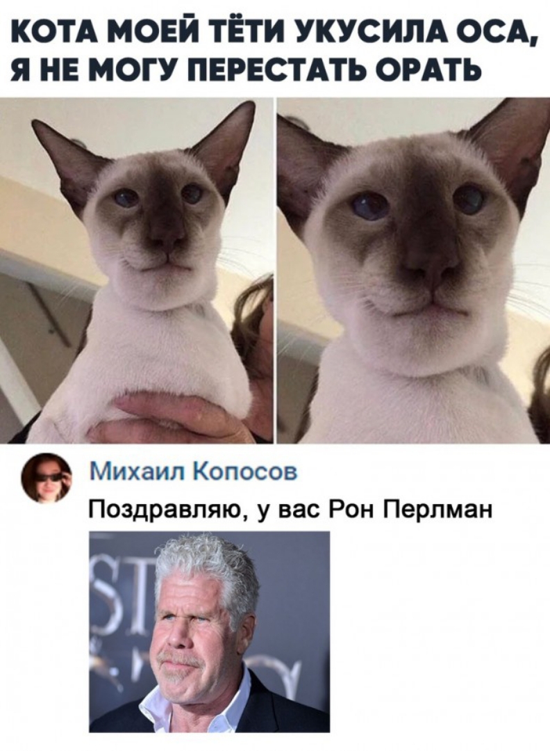 КОТА мовй тЕти укусилд осд я не могу пврестдть сить Михаил Копосов Поздравляю у вас Рон Перлман