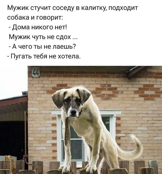 Мужик стучит соседу в калитку подходит собака и говорит _ Дома никого нет Мужик чуть не сдох _ А чего ты не даешь ПУГЗТЬ тебя не хотела _ _ и _ и