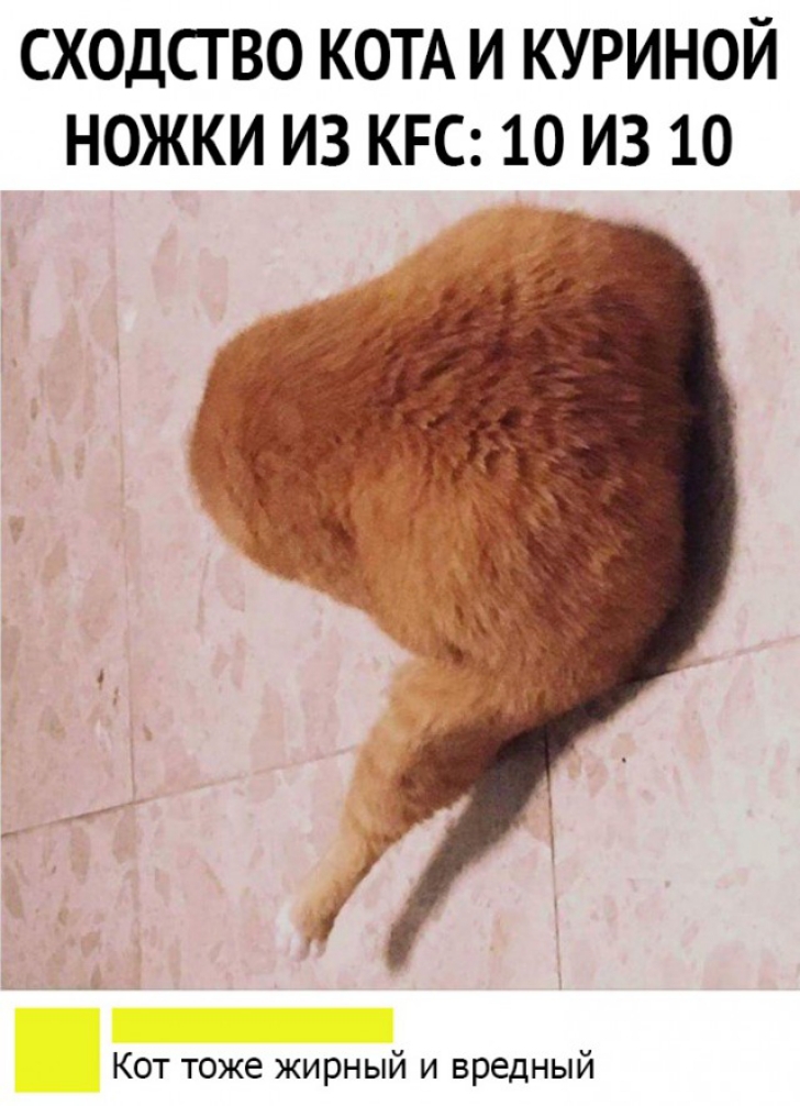 СХОДСГВО КОТА И КУРИНОЙ НОЖКИ ИЗ КРС 10 ИЗ 10 Кот тоже жирный и вредный