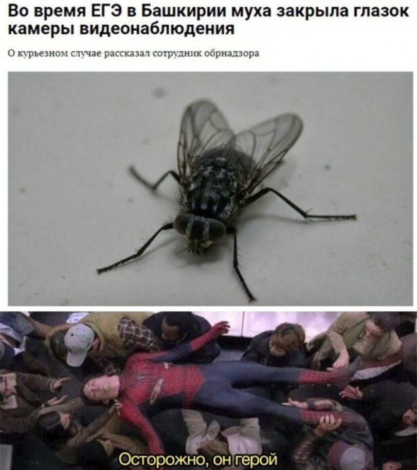 Во время ЕГЭ в Башкирии муха закрыла глазок камеры видеонаблюдения