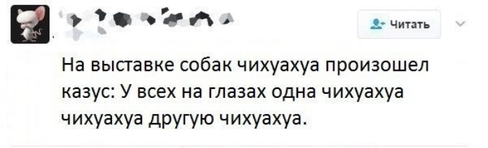 зФ ети о чить На выставке собак чихуахуа произошел казус У всех на глазах одна чихуахуа чихуахуа другую чихуахуа
