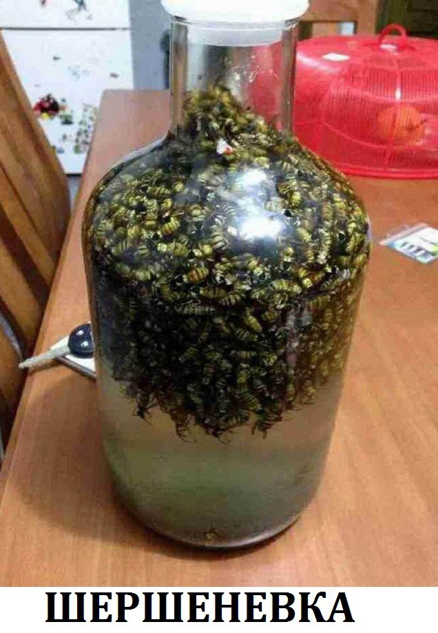 _ ШЕРШЕНЕВКА