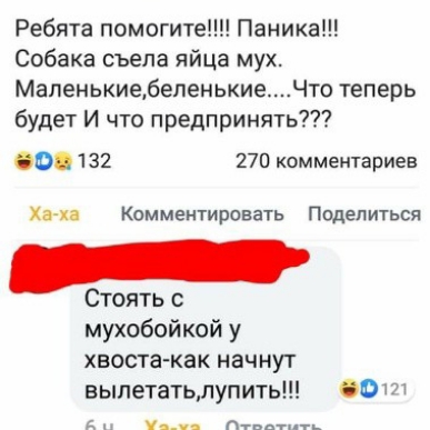 Ребята помогите Паника Собака съела яйца мух МаленькиебеленькиеЧто теперь будет И что предпринять 08132 270 комментариев Ха ха Комментировать Поделиться ооетечнннн ОятЬ с мухобойкой у хвоста как начнут вылетатьлупить 0121 ана О АИ еже ани