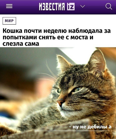 Ш ВВЕСТИ У Кошка почти неделю наблюдала за попытками снять ее с моста и слезла сама нулне дебилы а н д
