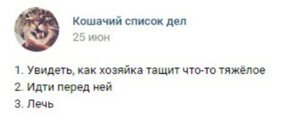 Кошачий список дел 25 июн 1 Увидеть как хозяйка тащит что то тяжёлое 2 Идти перед ней 3 Лечь