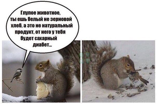 Глупое животное ты ешь белый не зерновой хлеб а это не натуральный продукт от него у тебя будет сахарный диабет
