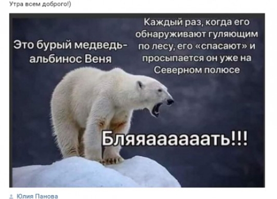 Кажпыи раз кагда его обнаруживают гупшощим Это бурыи медведь пв и его спасаю впьбииос Венц просыпатся пи уже 1 Северном полюсе