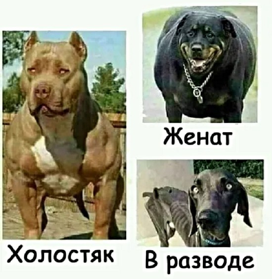 Холостяк в разводе