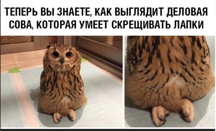 ТЕПЕРЬ ВЫ ЗНАЕТЕ КАК ВЫГЛЯДИТ ДЕЛОВАЯ СОВА КОТОРАЯ УМЕЕТ ОКРЕЩИВАТЬ ЛАПКИ