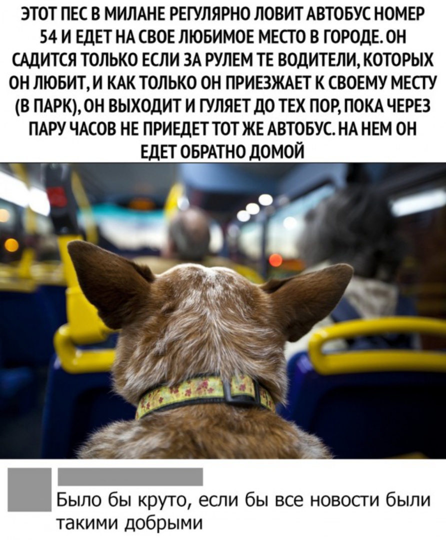 ЭТОТ ПЕС В МИЛАНЕ РЕГУЛЯРНО ЛОВИТ АВТОБУС НОМЕР 54 И ЕДЕТ НА СВОЕ ЛЮБИМОЕ МЕСТО В ГОРОДЕ ОН САДИТСЯ ТОЛЬКО ЕСЛИ ЗА РУЛЕМ ТЕ ВОДИТЕЛИ КОТОРЫХ ОН ЛЮБИТ И КАК ТОЛЬКО ОН ПРИЕЗЖАЕТ К СВОЕМУ МЕСТУ В ПАРКОН ВЫХОДИТ И ГУЛЯЕТ ДО ТЕХ ПОР ПОКА ЧЕРЕЗ ПАРУ ЧАСОВ НЕ ПРИЕДЕТ ТОТ ЖЕ АВТОБУС НА НЕМ ОН ЕДЕТ ОБРАТНО ДОМОЙ Было бы круто ети бы все новости были такими добрыми