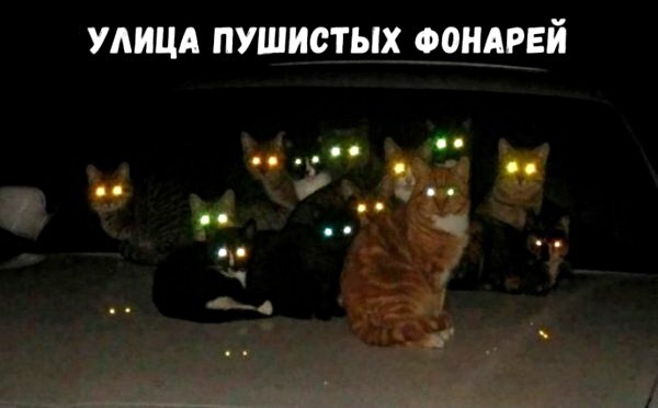 УЛИЦА ПУШИСТЫХ ФОНАРЕЙ