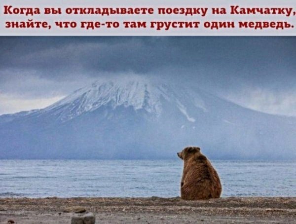 Когда вы откладываете поездку на Камчатку знайте что где то там грустит один медведь