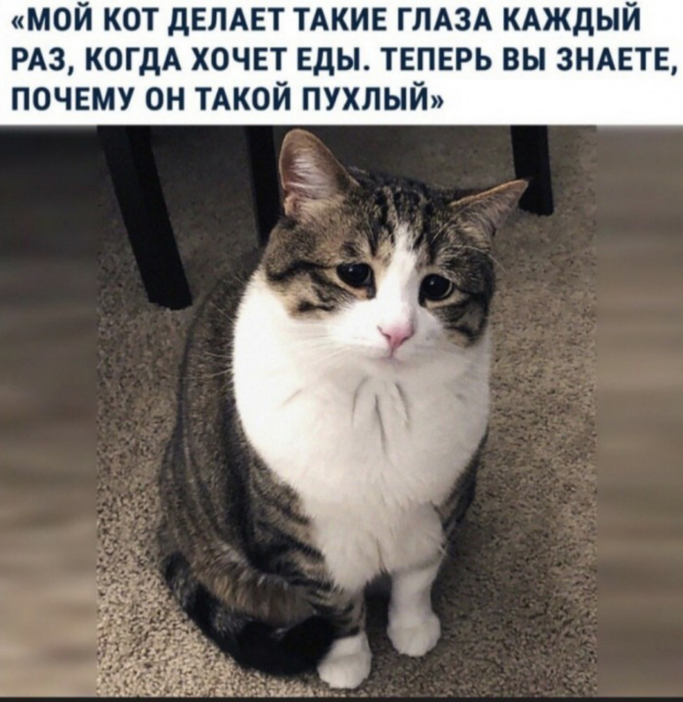 МОЙ КОТ ДЕЛАЕТ ТАКИЕ ГЛАЗА КАЖДЫЙ РАЗ КОГДА ХОЧЕТ ЕДЫ ТЕПЕРЬ ВЫ ЗНАЕТЕ ПОЧЕМУ ОН ТАКОЙ ПУХЛЫЙ