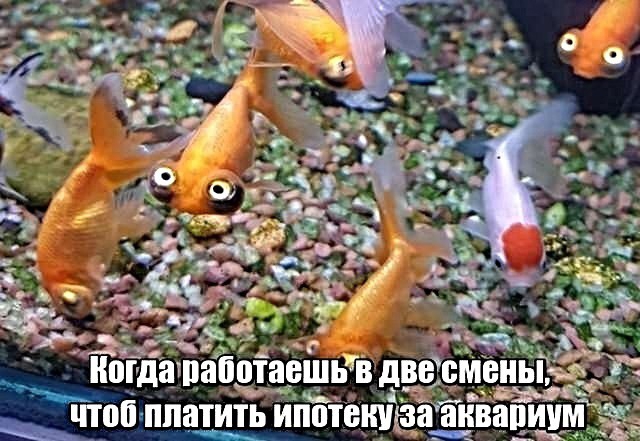 еЗчзм ч потещ аешь Щ _ _ а оп ппатить И Й