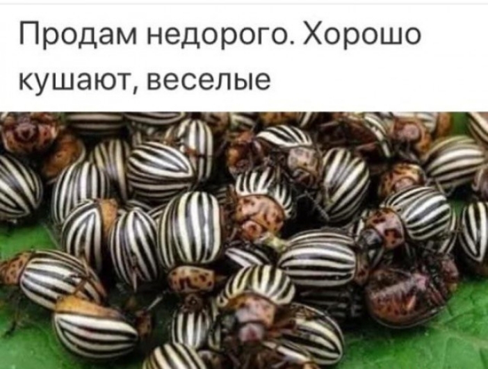 Продам недорого Хорошо кушают веселые
