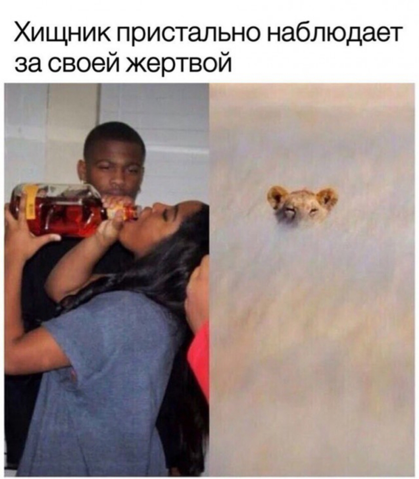 Хищник пристально наблюдает за своей жертвой _