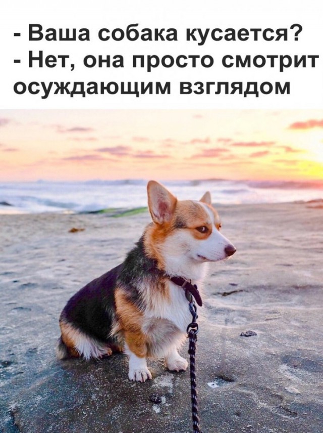 Ваша собака кусается Нет она просто смотрит осуждающим взглядом _