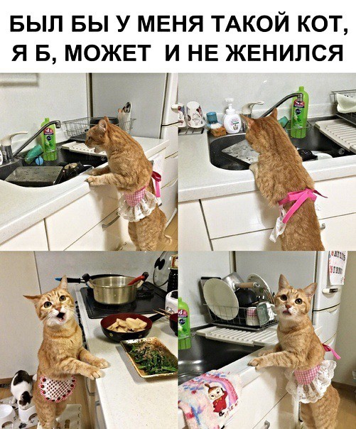 БЫЛ БЫ У МЕНЯ ТАКОЙ КОТ