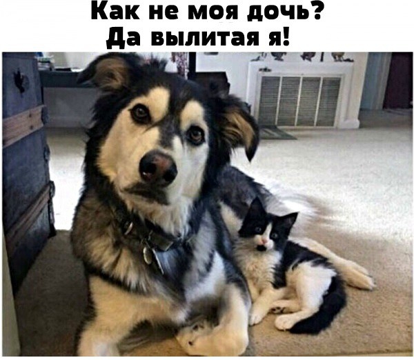 Как не моя дочь да вылитая я ЛЧ