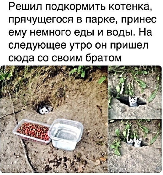 Решил подкормить котенка прячущегося в парке принес ему немного еды и воды На следующее утро он пришел