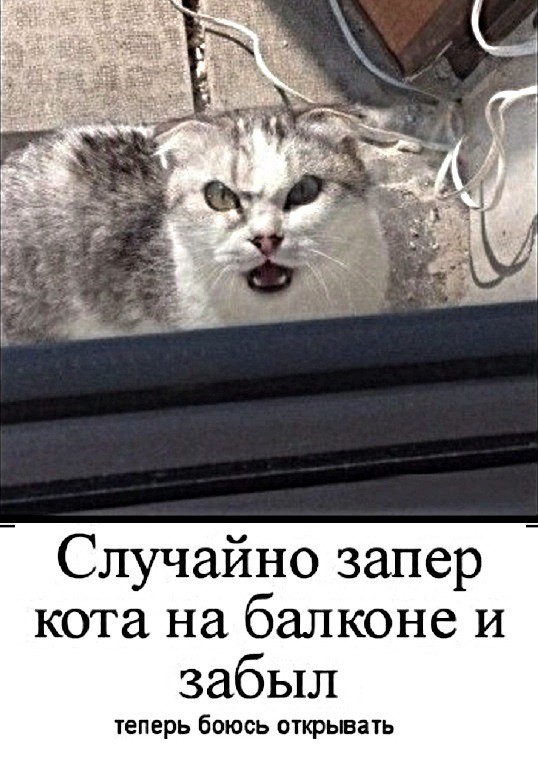 Случайно запер кота на балконе и забыл ТЕП ерь боюсь ОТКРЫВЗТЬ