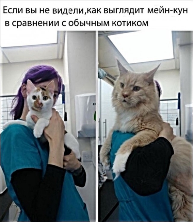 Если вы не виделижак выглядит мейнкун В сравнении С ОБЫЧНЫМ КОТИКОМ ___1 ___ _