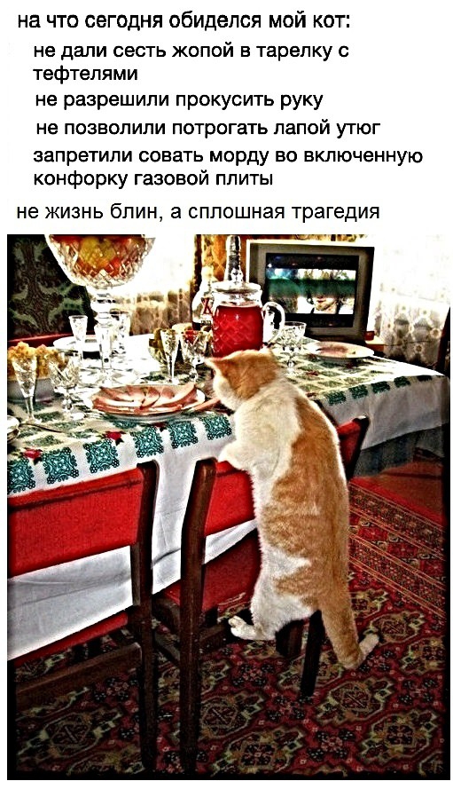 на что сегодня обиделся мой кот не дали сесть жопой в тарелку с тефтепями не разрешили прокусить руку не позволили потрогать папой утюг запретили совать морду во включенную конфорку газовой плиты не ЖИЗНЬ блин а СППОШНЭЯ трагедия Рх