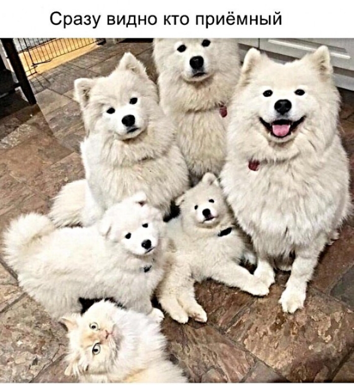 Сразу видно кто приёмный
