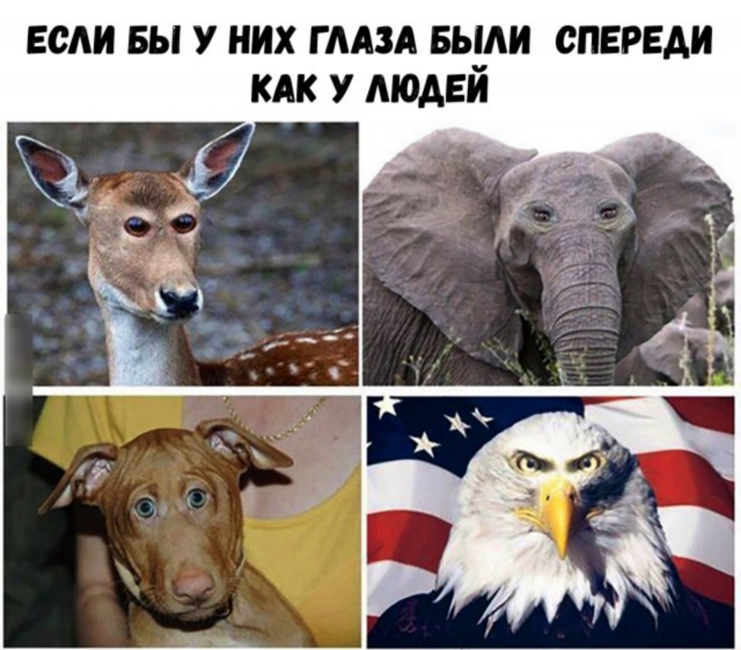 ЕСАИ БЫ У НИХ Г ААЗА БЫЛИ СПЕРЕДИ КАК У МОДЕМ