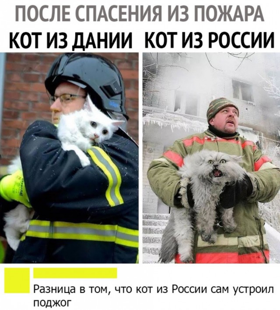 после СПАСЕНИЯ из ПОЖАРА кот из ДАНИИ котиз россии Разница в том что кот из России сам устроил поджог