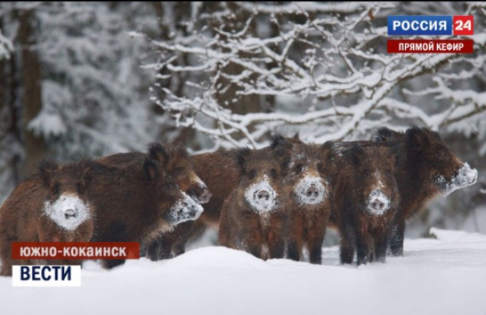 РОССИЯ д ипіійіжи _ шагкопии