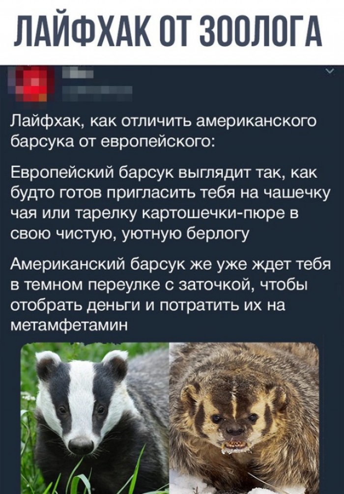 ЛАЙФХАК ОТ ЗООЛПГА Лайфхак как отличить американского барсука от европейского Европейский барсук выглядит так как будто готов пригласить тебя на чашечку чая или тарелку картошечки пюре в свою чистую уютную берлогу Американский барсук же уже ждет тебя в темном переулке с заточкой чтобы отобрать деньги и потратить их на метамфетамин