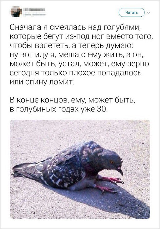 _ ч итать Сначала я смеялась над голубями которые бегут изьпод ног вместо того чтобы взлететь а теперь думаю ну вот иду я мешаю ему жить а он может быть устал может ему зерно сегодня только плохое попадалось или спину ломит В конце концов ему может быть в голубиных годах уже 30