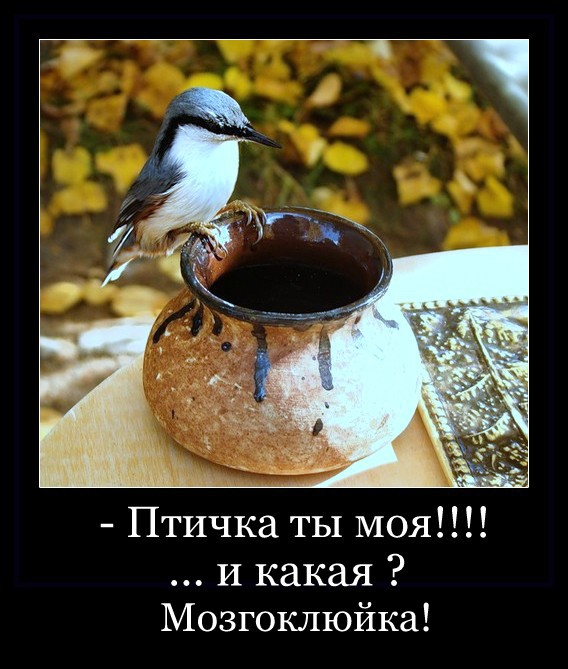 Птичка ты моя И какая Мозгоклюйка
