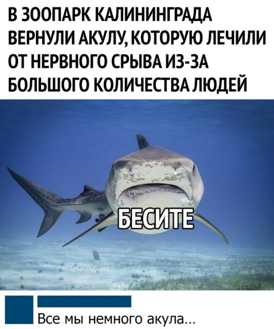 В ЗООПАРК КАЛИНИНГРАДА ВЕРНУЛИ АКУЛУ КОТОРУЮ ЛЕЧИЛИ ОТ НЕРВНОГО СРЫВА ИЗ ЗА БОЛЬШОГО КОЛИЧЕСТВА ЛЮДЕЙ Все МЫ НЕМНОГО акула