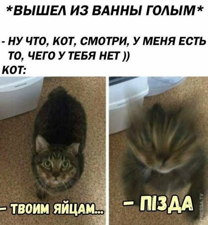 ВЫШЕА ИЗ ВАННЫ Г 0АЫМ НУ ЧТО КОТ СМОТРИ У МЕНЯ ЕСТЬ ТО ЧЕГО У ТЕБЯ НП КОТ твоим яйцд