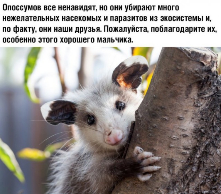 Опоссумов все ненавидят но они убирают много нежелательных насекомых и паразитов из экосистемы и по факту они наши друзья Пожалуйста поблагодарите их особенно этого хорошего мальчика