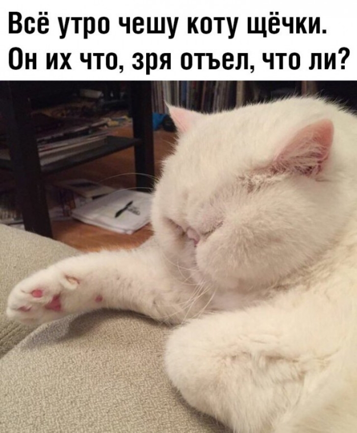Всё утро чешу коту щёчки Он их что зря отъел что ли