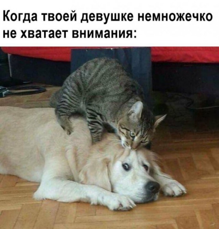 Когда твоей девушке немножечко не хватает внимания