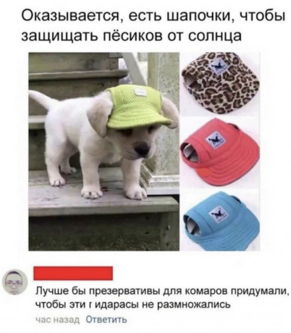 Оказывается есть шапочки чтобы защищать пёсиков от солнца 1 53 _ 9 731 с 4 Лучше бы презервативы для комаров придумали чтобы эти идарасы не размножались Ответить