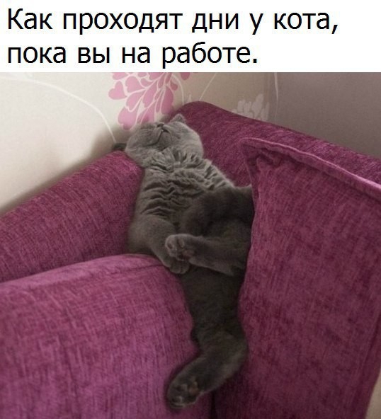 Как проходят дни у кота пока вы на работе