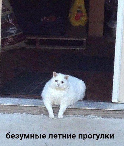 безумные летние прогулки