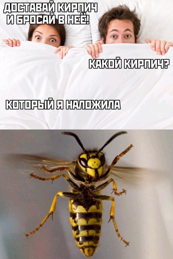 дпстдвди кищич Ш нпппди в НЕЕ 3 кдкшй киппичэ КШТШРЫИ Ы НдППЖИПд