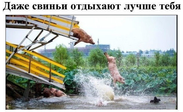 Даже свиньи отдыхают лучше тебя
