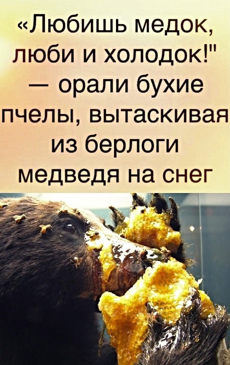 Любишь медок люби и холодок орали бухие пчелы вытаскивая из берлоги медведя на СНЭГ