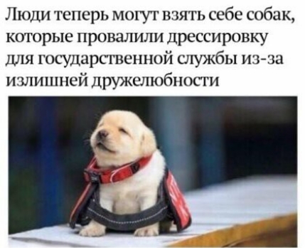 Люди теперь могут взять себе собак которые провалили дрессировку для государтвенной службы из зц излишней лружелюбпоеги