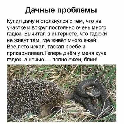 дачные проблемы Купил дачу и столкнулся с тем что на участке и вокруг постоянно очень много гадюк Вычитап в интернете что гадюки не живут там где живёт много ежей Все пето искал таскал к себе и прикармливапТеперь днём у меня куча