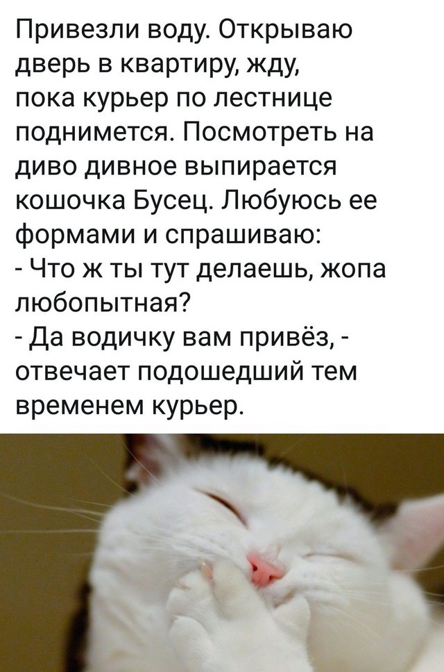 Привезли воду Открываю дверь в квартиру жду пока курьер по лестнице поднимется Посмотреть на диво дивное выпирается кошочка Бусец Любуюсь ее формами и спрашиваю Что ж ты тут делаешь жопа любопытная Да водичку вам привёз отвечает подошедший тем временем курьер